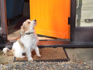 A small dog sitting on a doormat outside an open orange door at Wheelwright's Barn in Walpole Near Halesworth