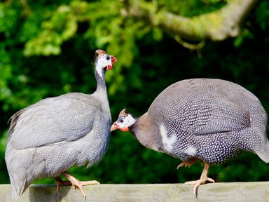 Two guinea fowls standing on a wooden fence with green foliage in the background at Manor House Barn Peasenhall
