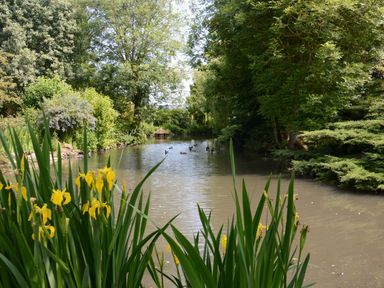 A pond with ducks swimming surrounded by trees and yellow flowers at Wassicks Cottage Haughley