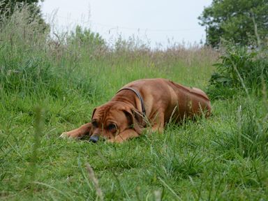 A brown dog lying down in grass in an outdoor field with trees in the background at Wassicks Cottage in Haughley