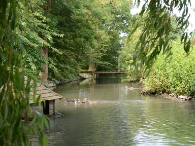 A river scene with ducks swimming near a small wooden duck house surrounded by trees at Wassicks Cottage Haughley
