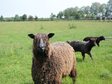 A grassy field with three black and brown sheep grazing surrounded by a fence and trees in the background at Wassicks Cottage Haughley