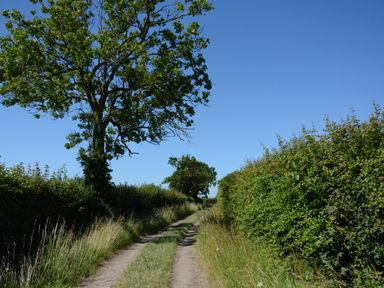 A dirt path with grass in the middle bordered by tall grass hedges and trees under a clear blue sky at Carriage House Bruisyard near Framlingham