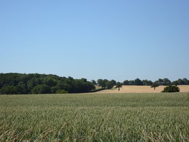 A field of crops with trees and another field in the background at Carriage House Bruisyard Near Framlingham