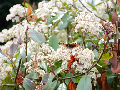A butterfly on white flowers among green and red leaves at The White House with Studio in Wortwell