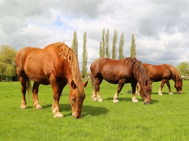 Three horses grazing on grass in a field with trees in the background