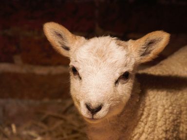 A close up of a lamb with a wool coat and ears visible in a barn
