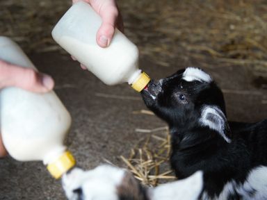 Two black and white baby goats being fed milk from bottles
