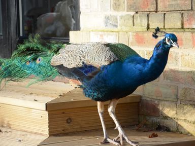 A peacock standing on wooden decking next to a brick wall at Fishpond House Sotherton in Halesworth