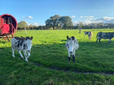 A grassy field with four donkeys and a red wooden wagon in the background at Fishpond House Sotherton Halesworth