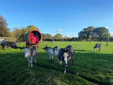A green field with four donkeys and a red wooden wagon at Fishpond House Sotherton in Halesworth