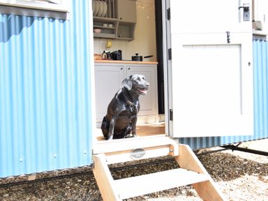 A black dog sitting at the entrance of a small kitchen with blue corrugated walls at Shepherds Pightle in Hollesley
