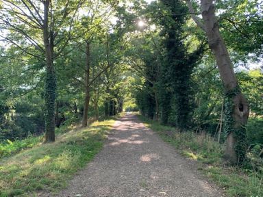 A tree-lined dirt path with sunlight filtering through leaves at May Barn Ixworth in Bury St Edmunds