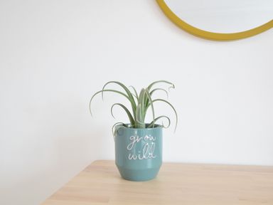 A green potted plant in a blue pot with the words grow wild on a wooden table