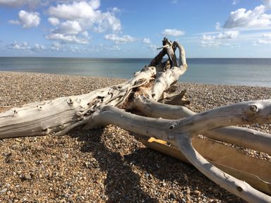 A large driftwood log on a pebble beach with the sea and sky in the background at Cragside, Aldeburgh