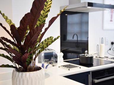 A kitchen countertop with a potted plant a toaster a pot on the stove and a paper towel holder at Sea Green Cottage Walberswick