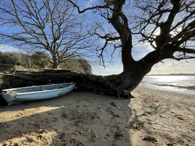 A small boat under a large tree on a sandy shore by the water at The Piglets in Newbourne Near Woodbridge