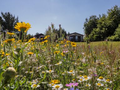 A field of wildflowers with yellow and white blooms in front of two wooden cabins surrounded by trees at The Hide Out, Aldeburgh