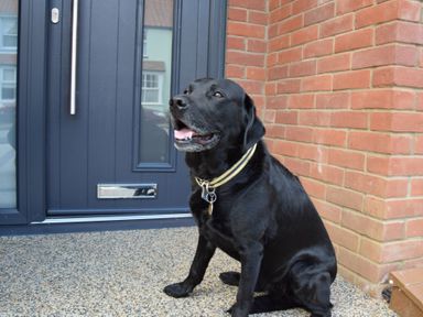 A black dog sitting outside a blue front door next to a brick wall