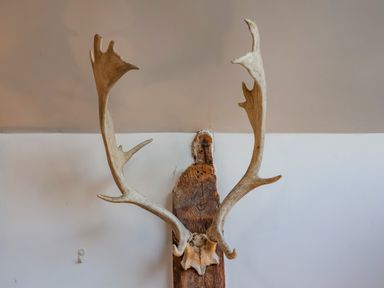 A mounted pair of antlers on a wooden plaque against a two-tone beige and white wall at The Bothy at Snape Hall in Snape Suffolk
