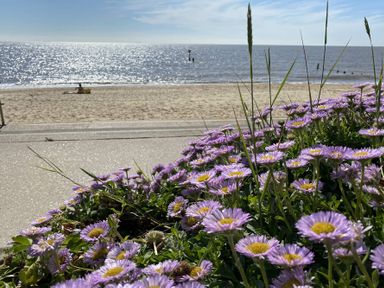 A beach scene with purple flowers in the foreground sand and sea in the background at St Marys View Southwold