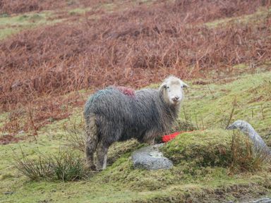 A sheep standing on grassy land near rocks with a red container at 8 Woodlands Water Yeat Coniston Water