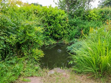 A small garden pond surrounded by dense green bushes and plants at Rose Cottage in Okehampton