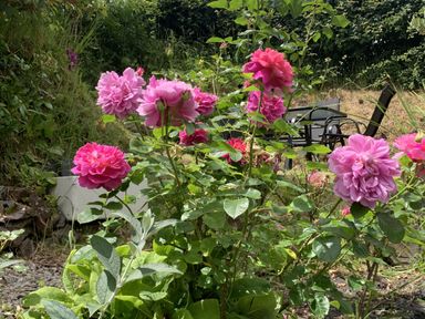A garden with roses and a chair at Rose Cottage Okehampton