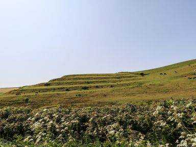 A hillside with terraced grass and cows grazing behind a hedge with white flowers at Tiddlers Cottage in Uploders near Bridport
