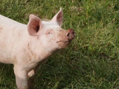 A pig standing on grass outdoors at Bottom Lodge in Penhow