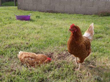 Two chickens on grass with a concrete wall and purple container in the background at Bottom Lodge in Penhow