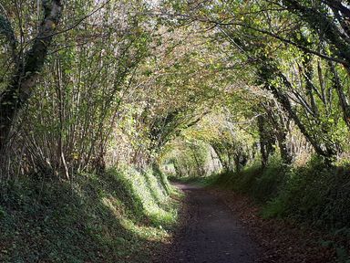 A dirt pathway lined with trees forming a canopy over the path at The Mews in Blisland