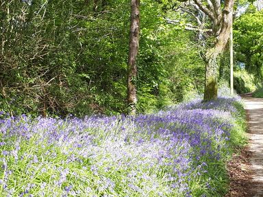 A dirt path beside trees and bushes with purple flowers at The Mews in Blisland