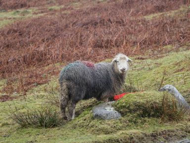 A sheep standing on grassy land near rocks and dry plants at Wansfell Lodge in Pony Meadow 36 White Cross Bay near Windermere