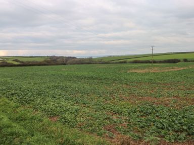A green agricultural field with scattered plants and power lines under a cloudy sky