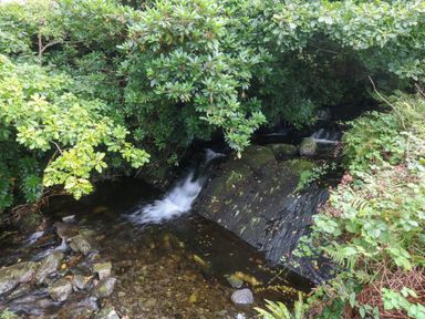 A small stream with rocks and dense green foliage at Tyn Llwyn in Eisingrug near Harlech