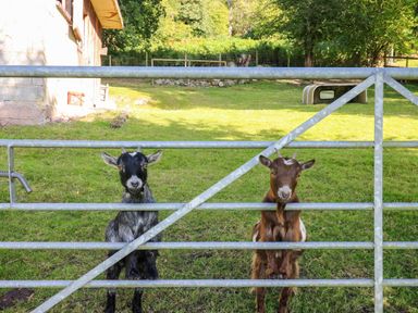 Two goats standing behind a metal gate in a grassy yard near a building at Pen Y Banc in Llanfaredd near Builth Wells