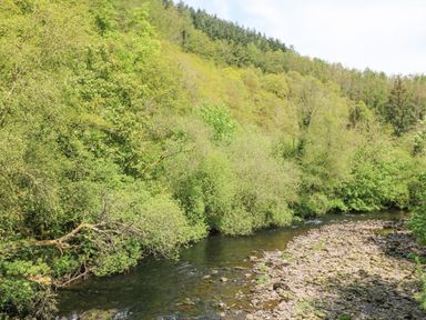 A river flowing through a forested area with green trees and a rocky riverbank at Coffey's in Ballymacarbry County Waterford