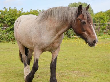 A horse standing on grass in a fenced outdoor area with bushes in the background