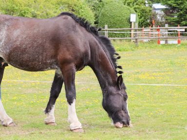 A horse with braided mane grazing in a field with yellow flowers at Meols Holiday Lodge in Meols
