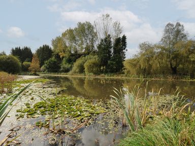 A pond with lily pads and reeds surrounded by trees at The Wagon House in Lezant near Launceston