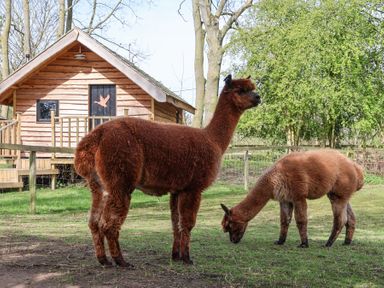 Two alpacas standing and grazing on grass near a wooden cabin in a fenced area with trees in the background at Duck Lodge in Bedale