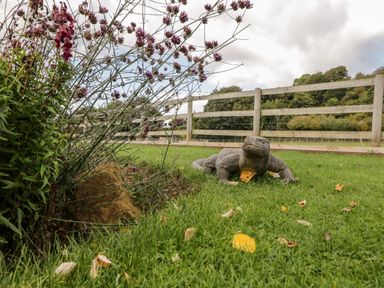 A large lizard on grass near flowers and a wooden fence in a garden