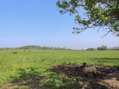 A field with two sheep standing under a tree and horses grazing in the distance at Parys Pod in Amlwch