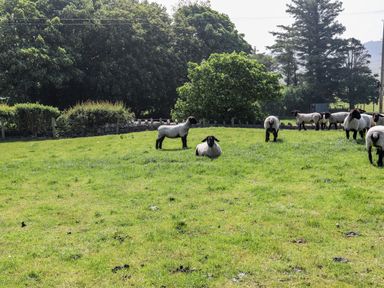 A green field with sheep and trees in the background at Parys Pod in Amlwch