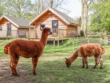 Two brown alpacas in a fenced grassy area with wooden cabins and trees in the background at Pheasant in Bedale