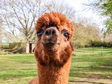A close up of a brown alpaca outdoors with trees and grass at Pheasant in Bedale