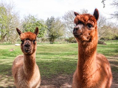 Two brown alpacas standing on grass with trees and fencing in the background at Pheasant in Bedale