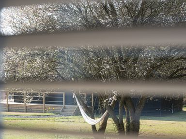 A yard with a hammock tied between trees visible through window blinds at Galwad y Mor in Niwbwrch newborough