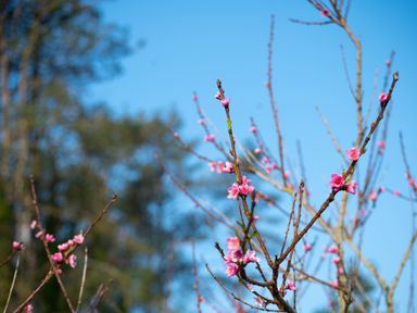 A tree branch with pink blossoms against a blue sky in an outdoor setting at Galwad y Mor in Niwbwrch newborough